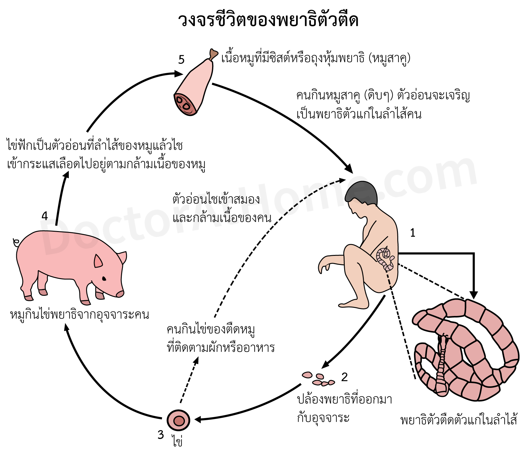 วงจรชีวิตของพยาธิตัวตืด วงจรชีวิตของพยาธิตัวตืด